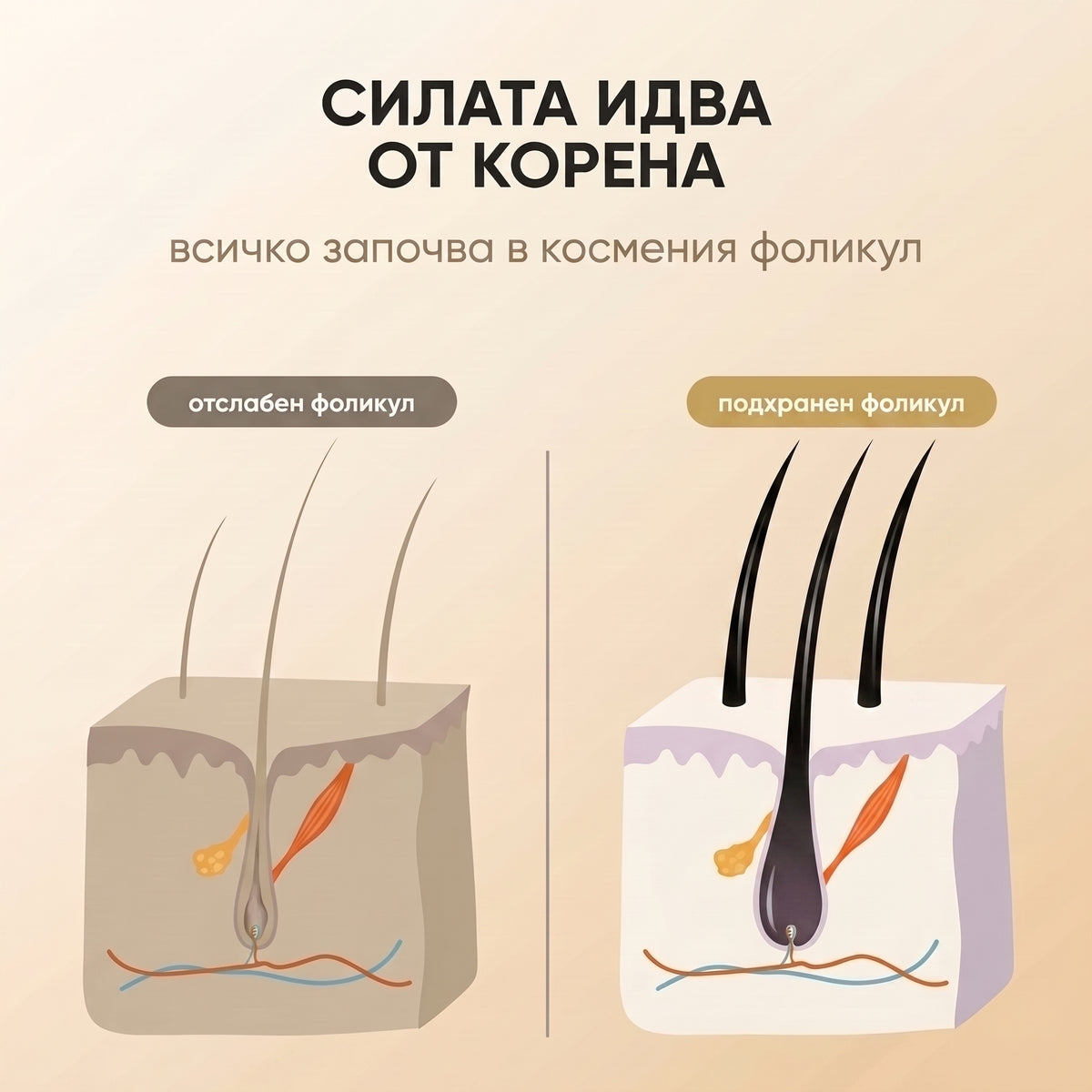 ROOT FUEL — Желирани таблетки за коса с биотин, сао палмето и цинк